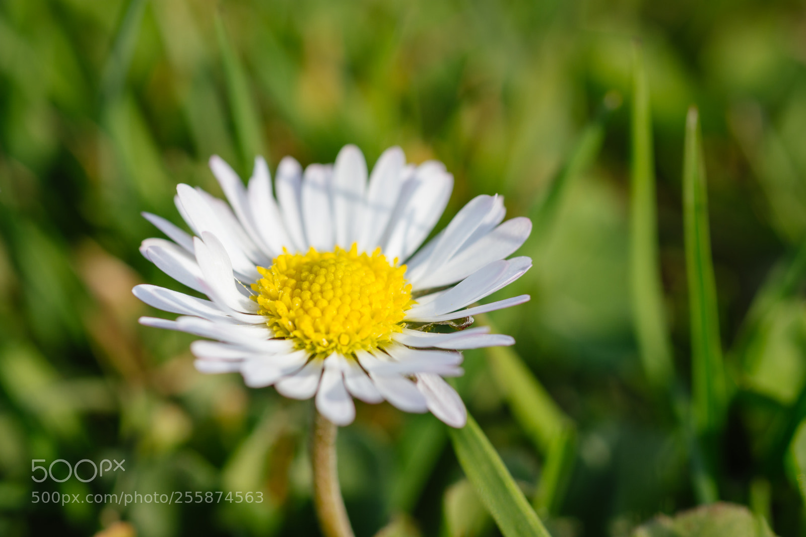Nikon D7200 sample photo. Sweet lullaby photography