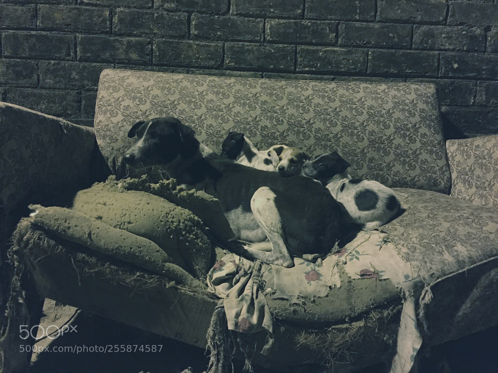 Apple iPhone 6 sample photo. Winter sleep
iphone click photography