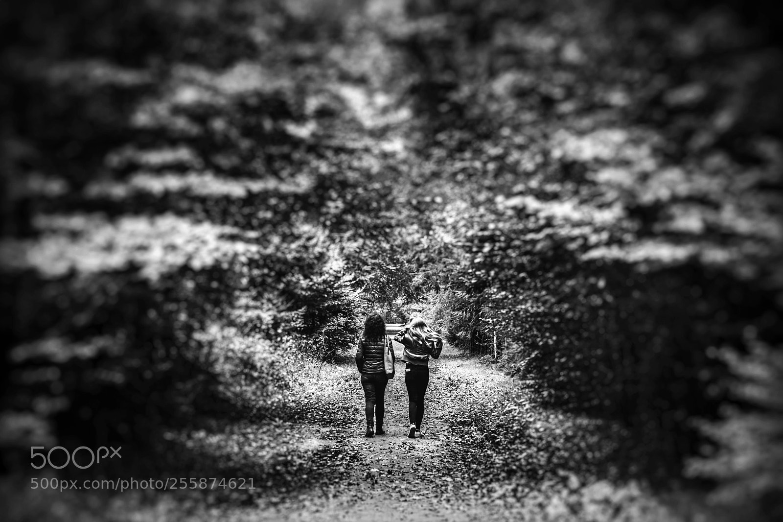 Nikon D7100 sample photo. Tunnel of the forest photography