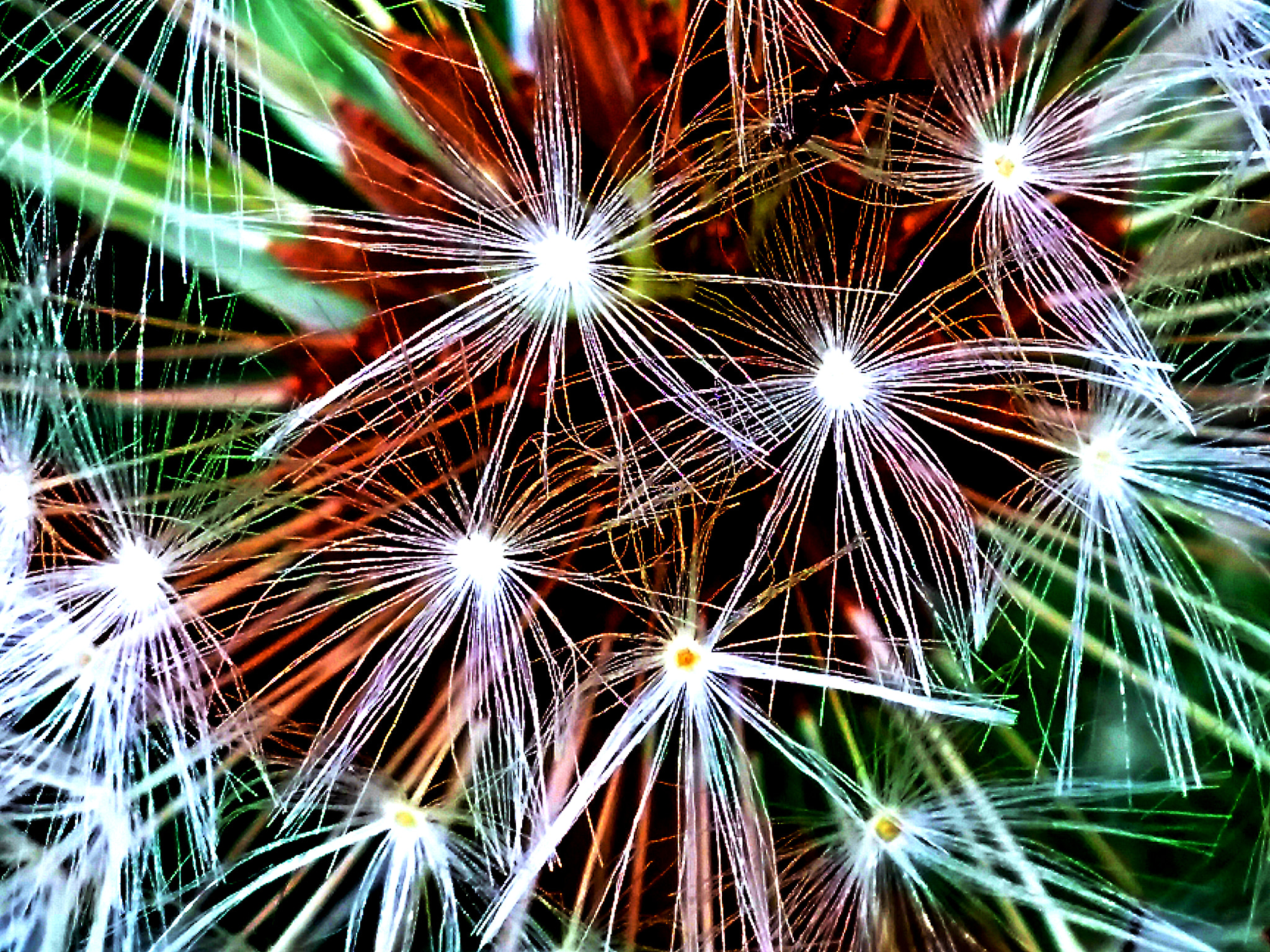 LG G3 sample photo. Fireworks dandelion photography