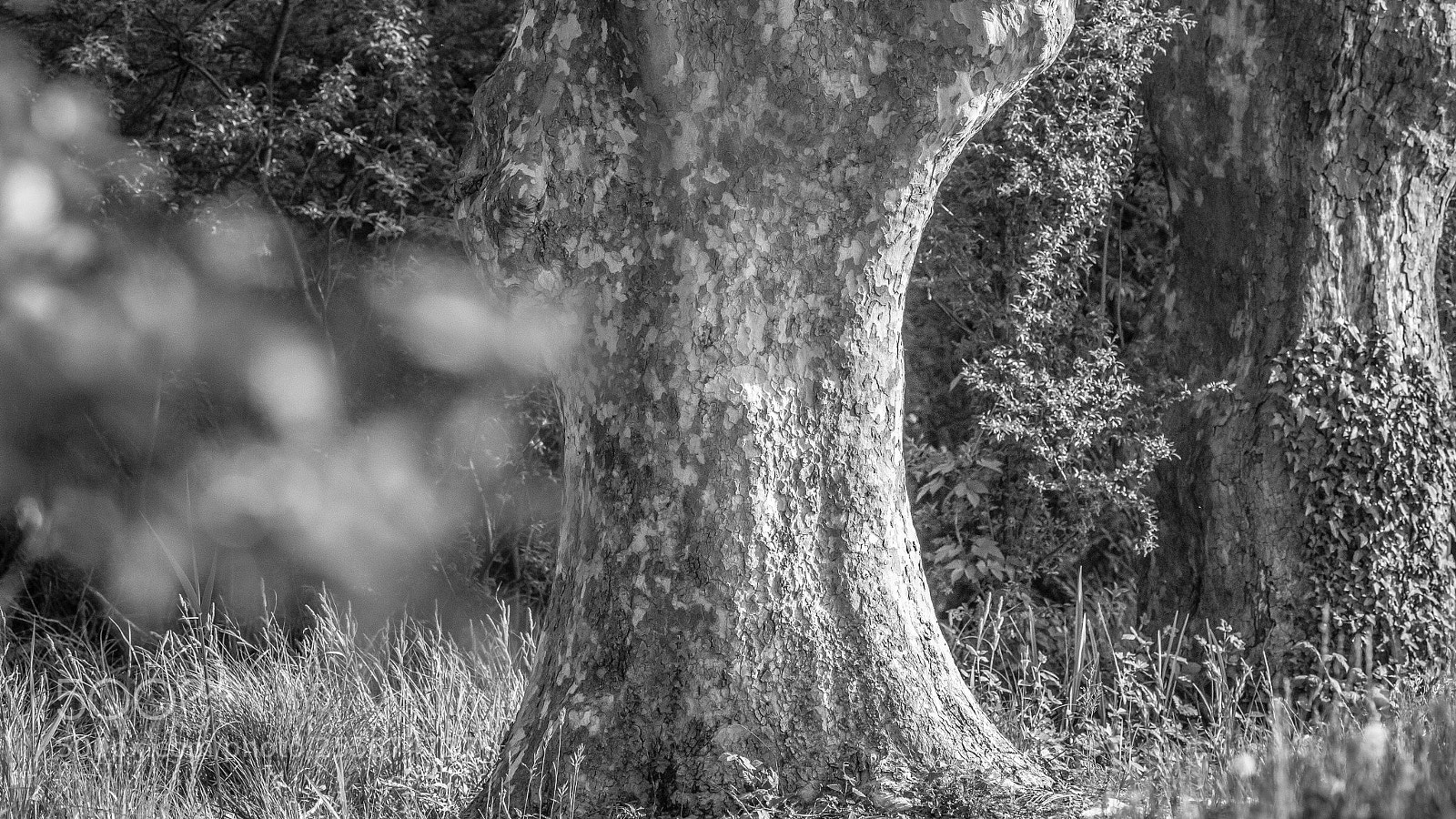 Canon EOS 6D sample photo. B/w wood photography