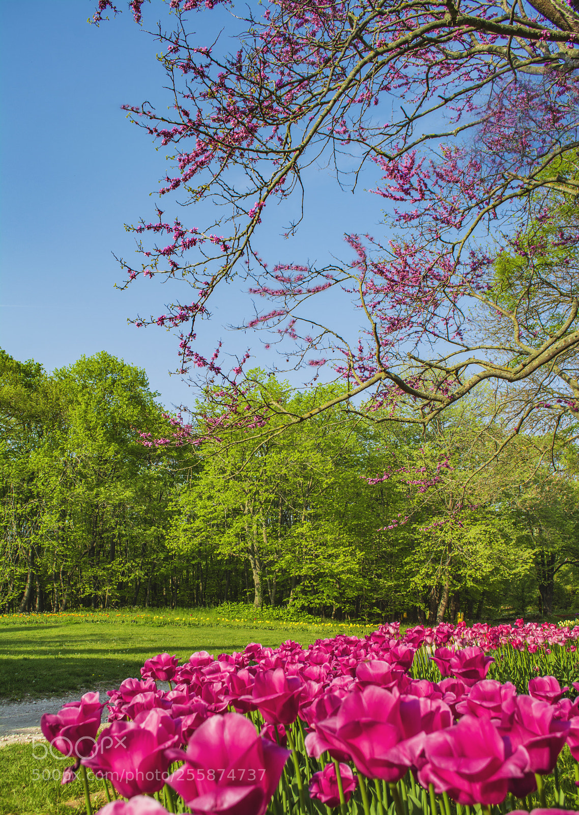 Nikon D7100 sample photo. Botanical garden. photography