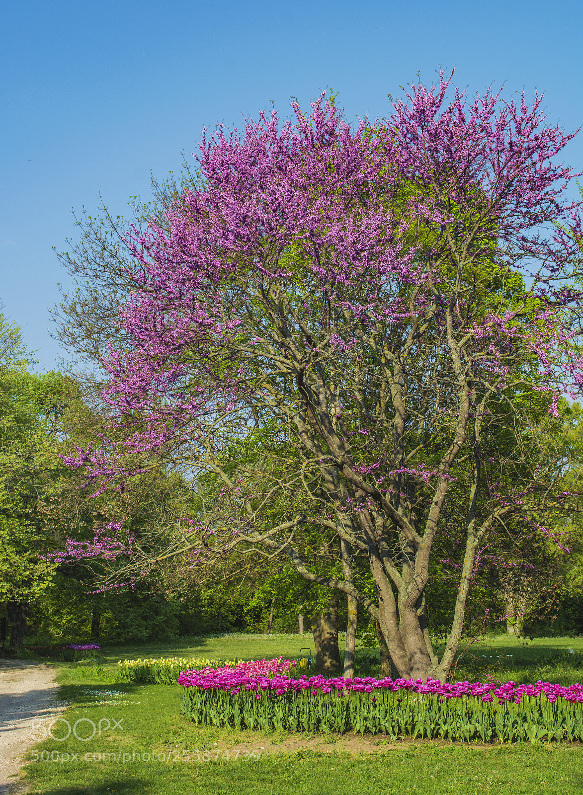 Nikon D7100 sample photo. Botanical garden. photography