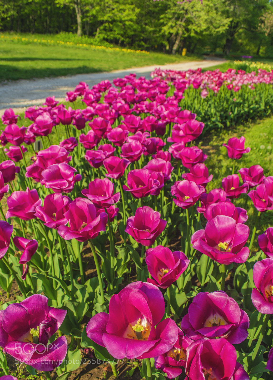 Nikon D7100 sample photo. Botanical garden. photography