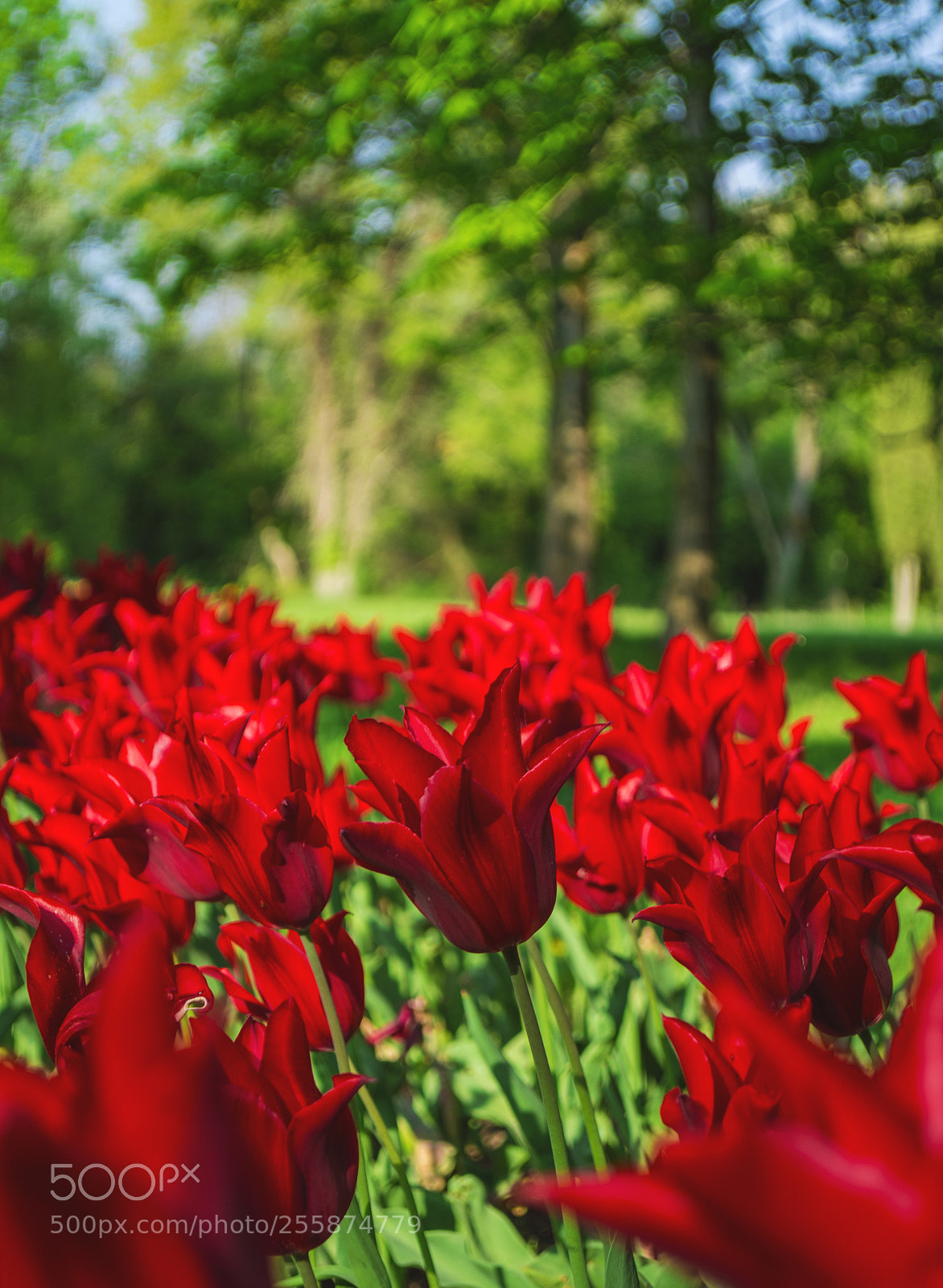 Nikon D7100 sample photo. Botanical garden. photography