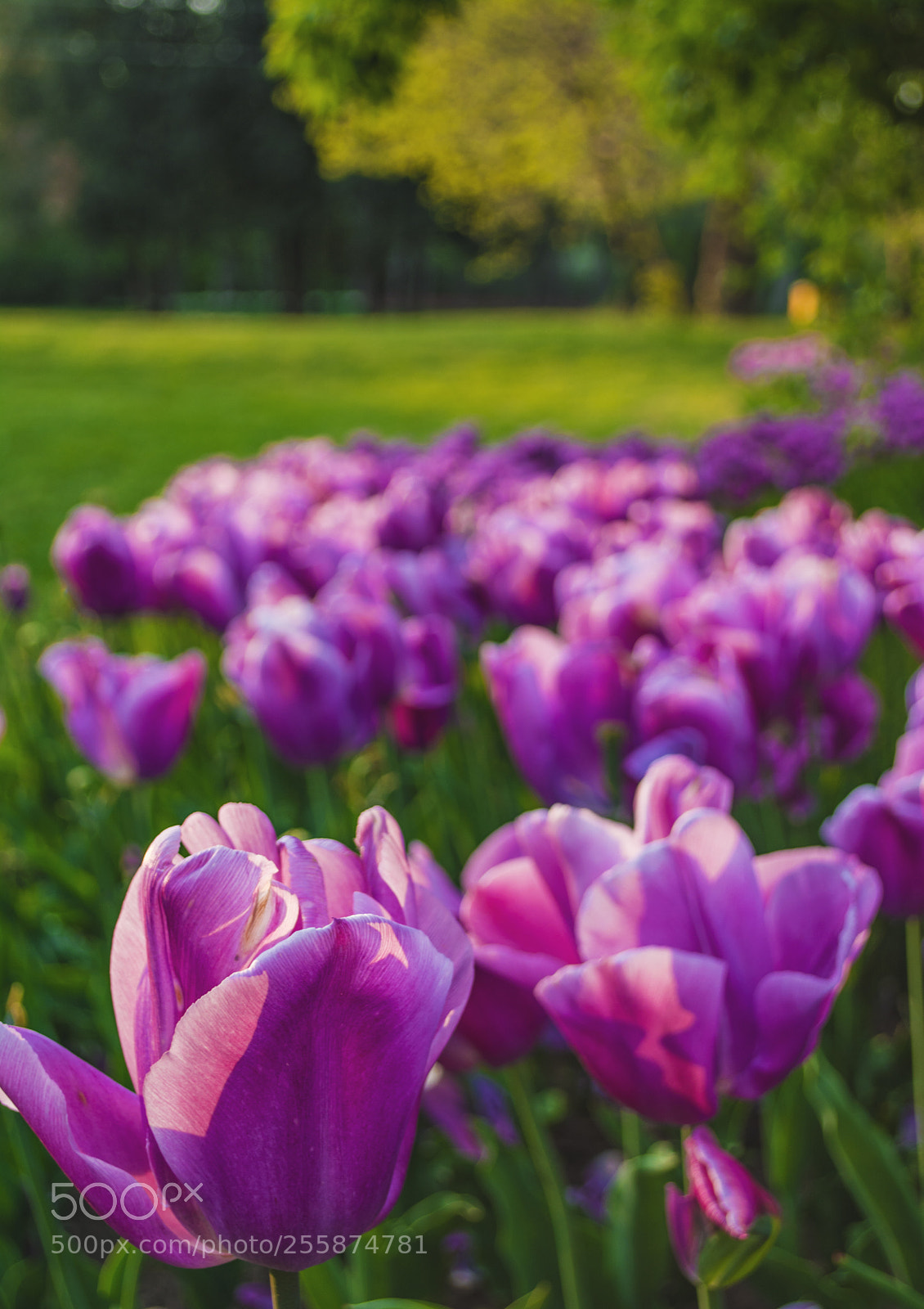 Nikon D7100 sample photo. Botanical garden. photography