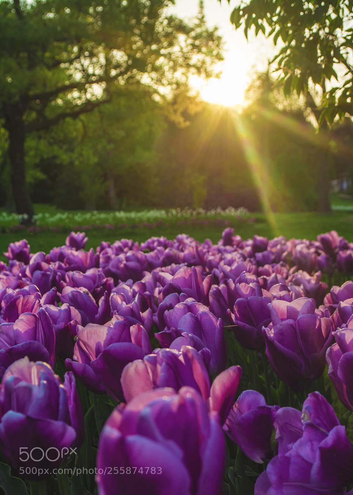 Nikon D7100 sample photo. Botanical garden. photography