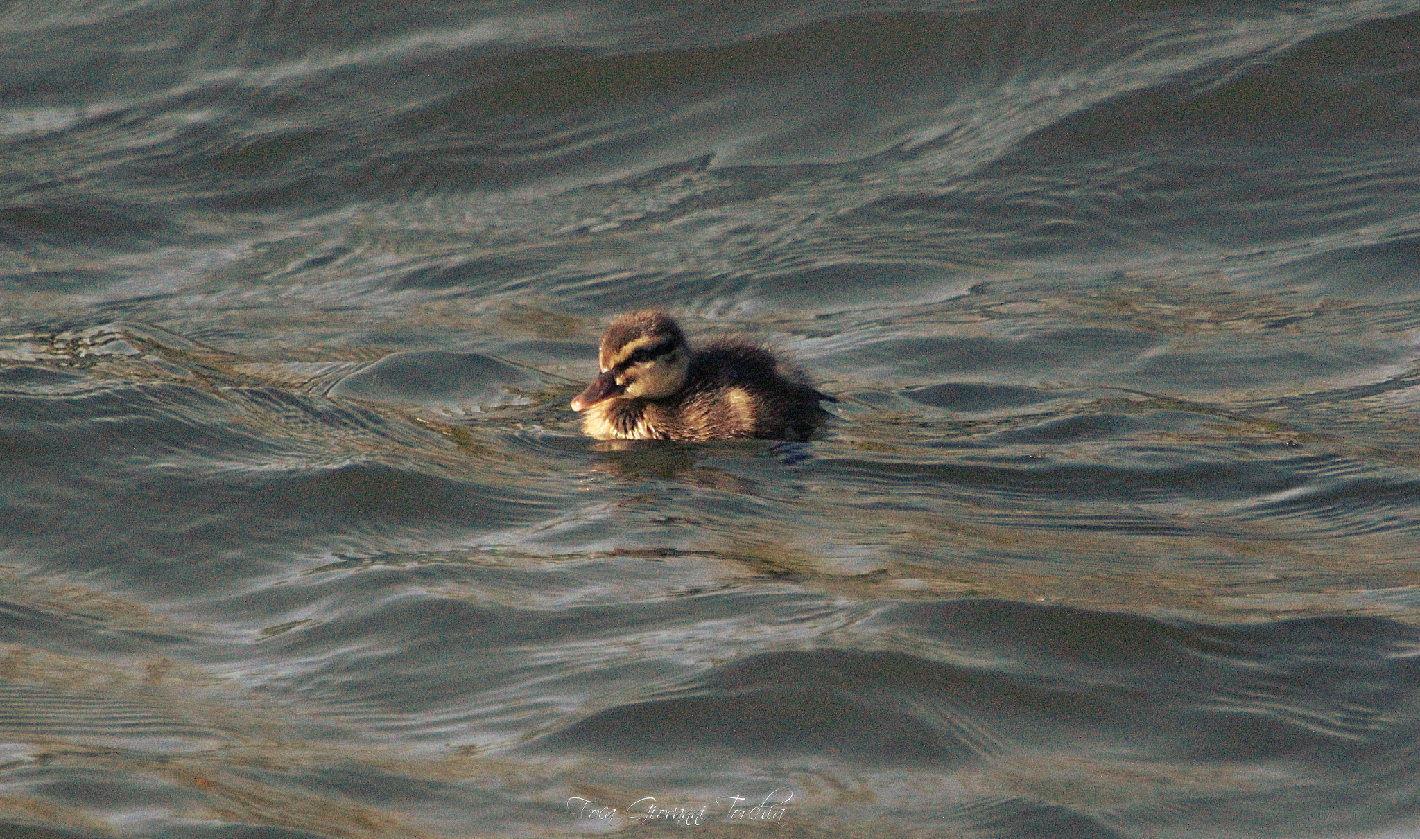 Sigma 150-600mm F5-6.3 DG OS HSM | S sample photo. Chick of windy day duck… photography