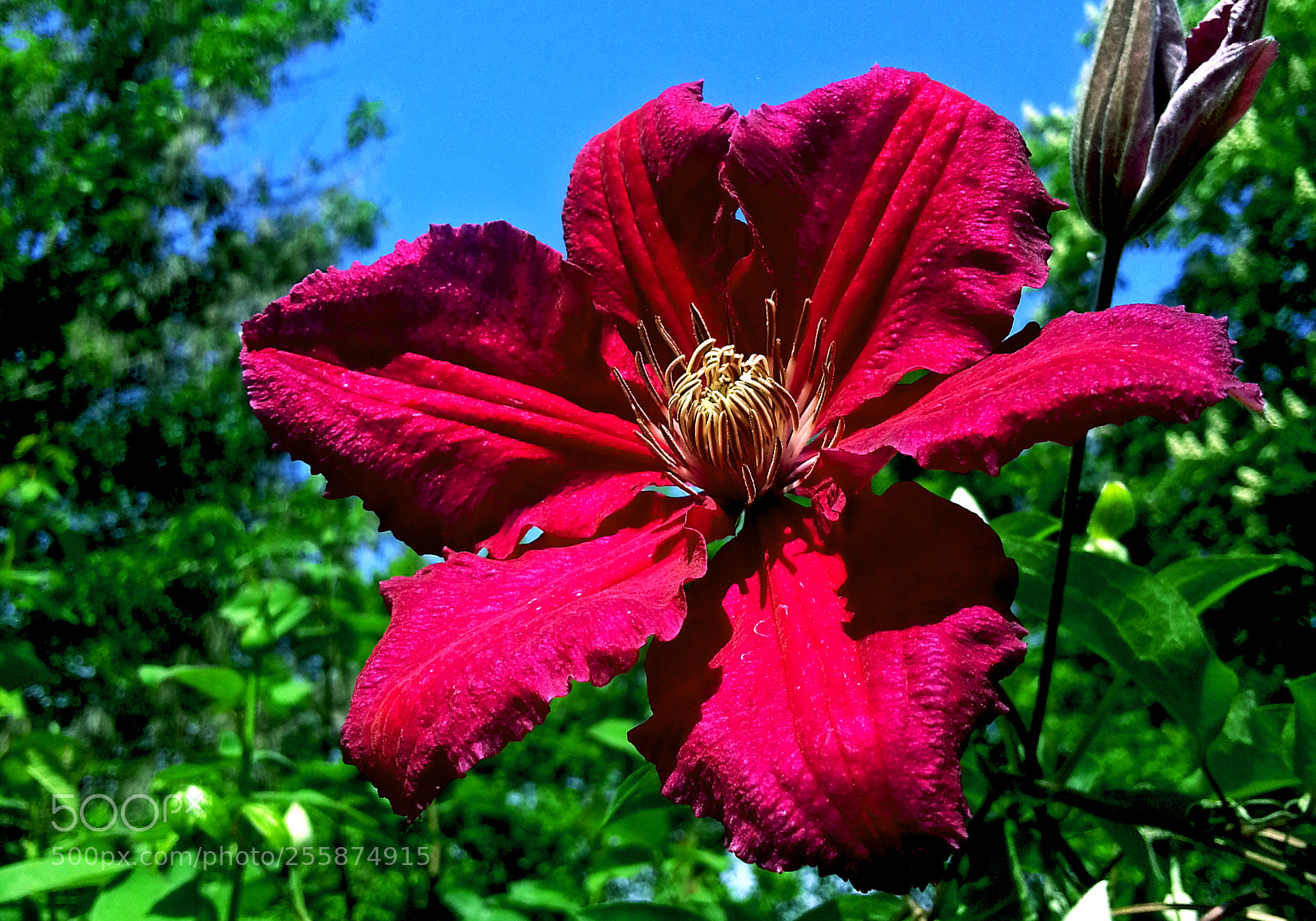 Samsung Galaxy Note2 sample photo. Flower photography