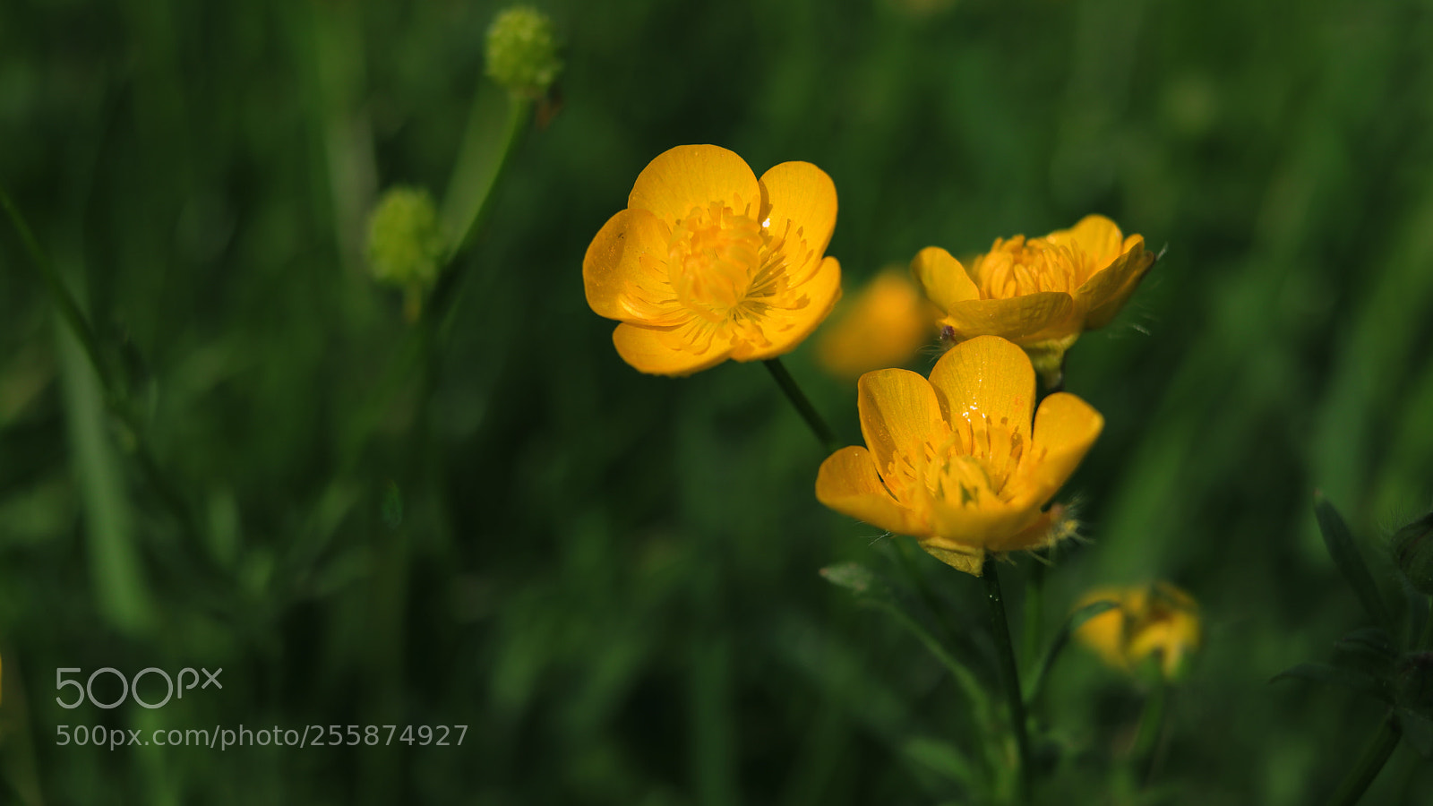 Canon EOS 77D (EOS 9000D / EOS 770D) sample photo. Buttercup photography