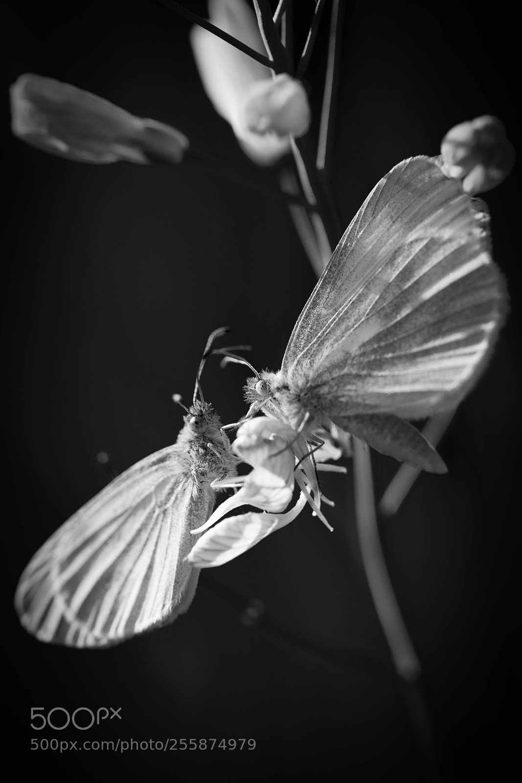 Canon EOS 60D sample photo. Schau mir in die photography