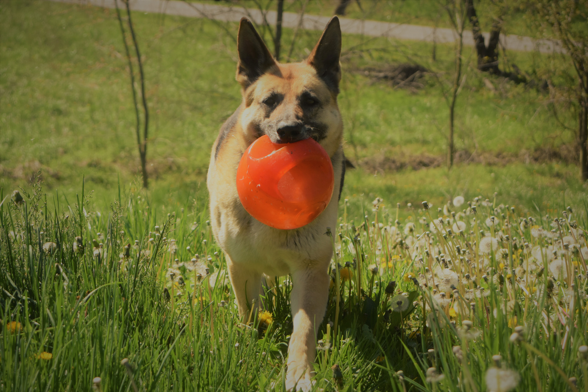 Nikon D7200 sample photo. Fun dog photography