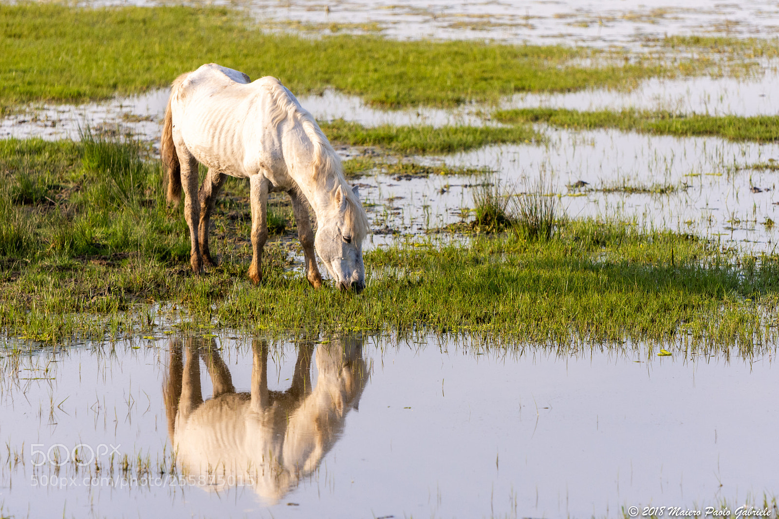 Nikon D7200 sample photo. Camargue horse photography