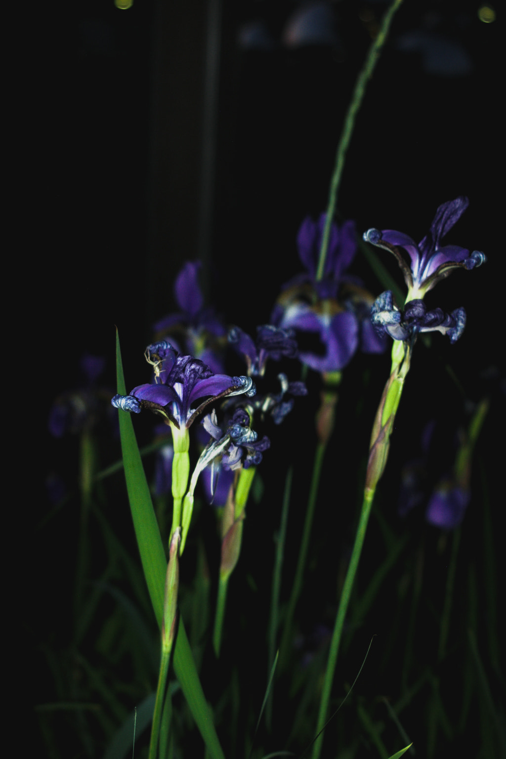 Pentax *ist D sample photo. Flowers at night photography