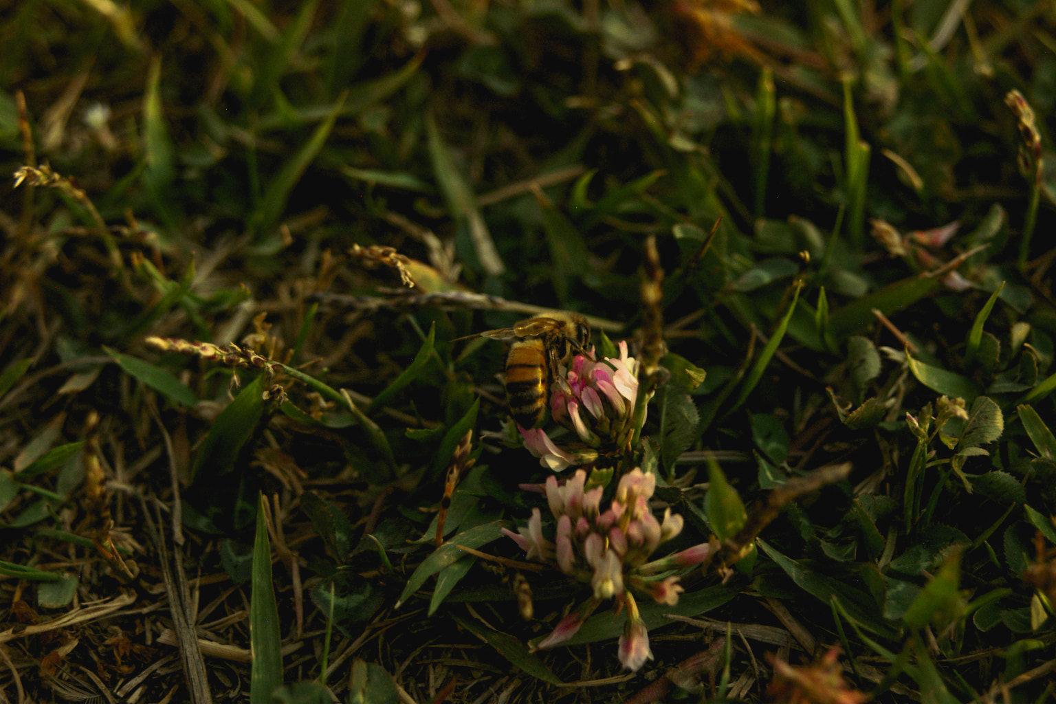 Pentax *ist D sample photo. A bee's life photography