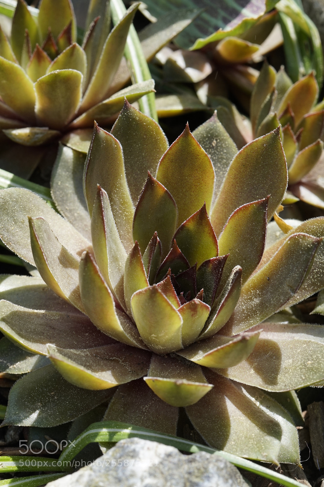 Sony Alpha a5000 (ILCE 5000) sample photo. Sedum photography