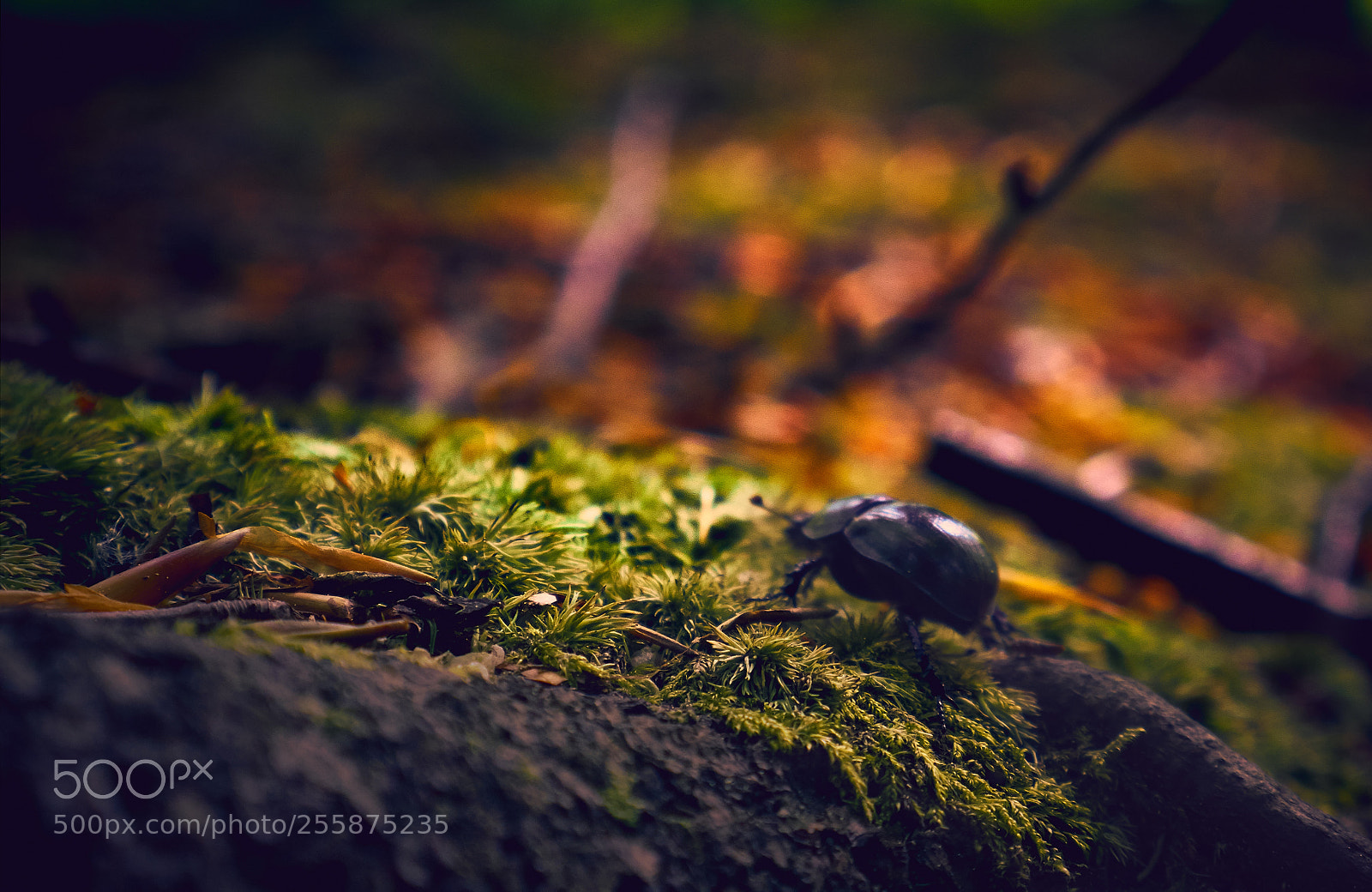 Panasonic Lumix DMC-G7 sample photo. Insect in the forest 1 photography