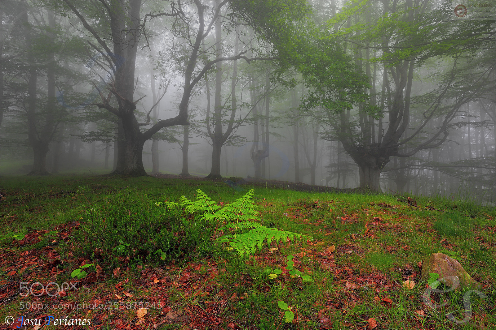 Canon EOS 5D Mark II sample photo. El bosque animado -the photography