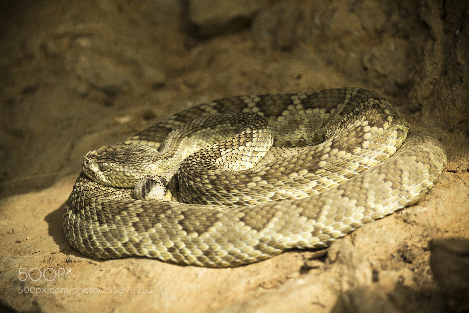 Nikon D3100 sample photo. Rattlesnake (crotalus atrox) photography