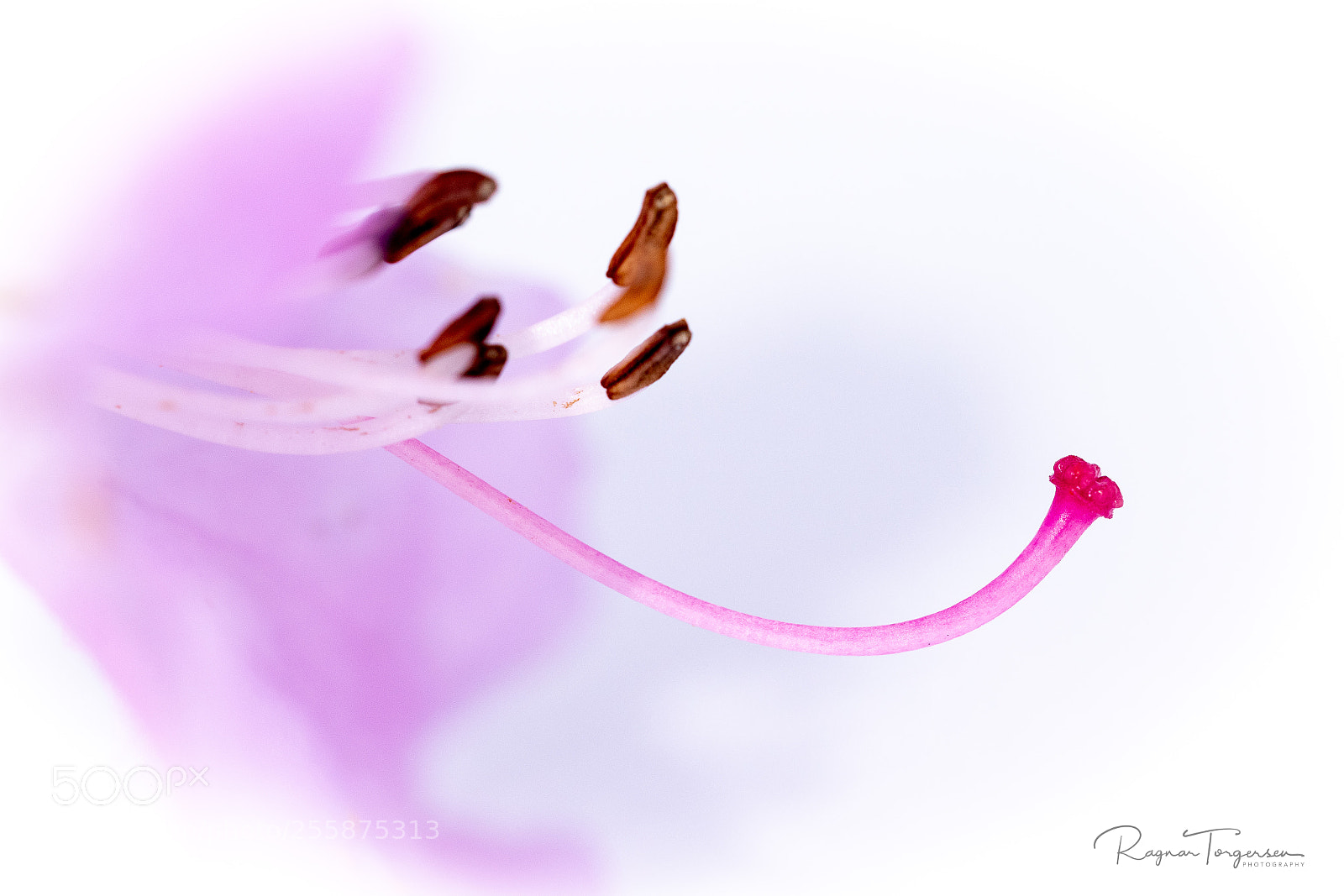 Nikon D500 sample photo. Flower photography
