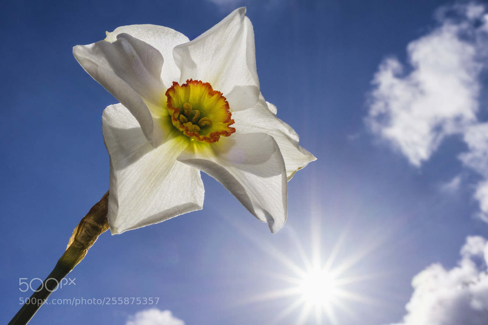 Sony SLT-A65 (SLT-A65V) sample photo. Pheasant eye narcissus photography