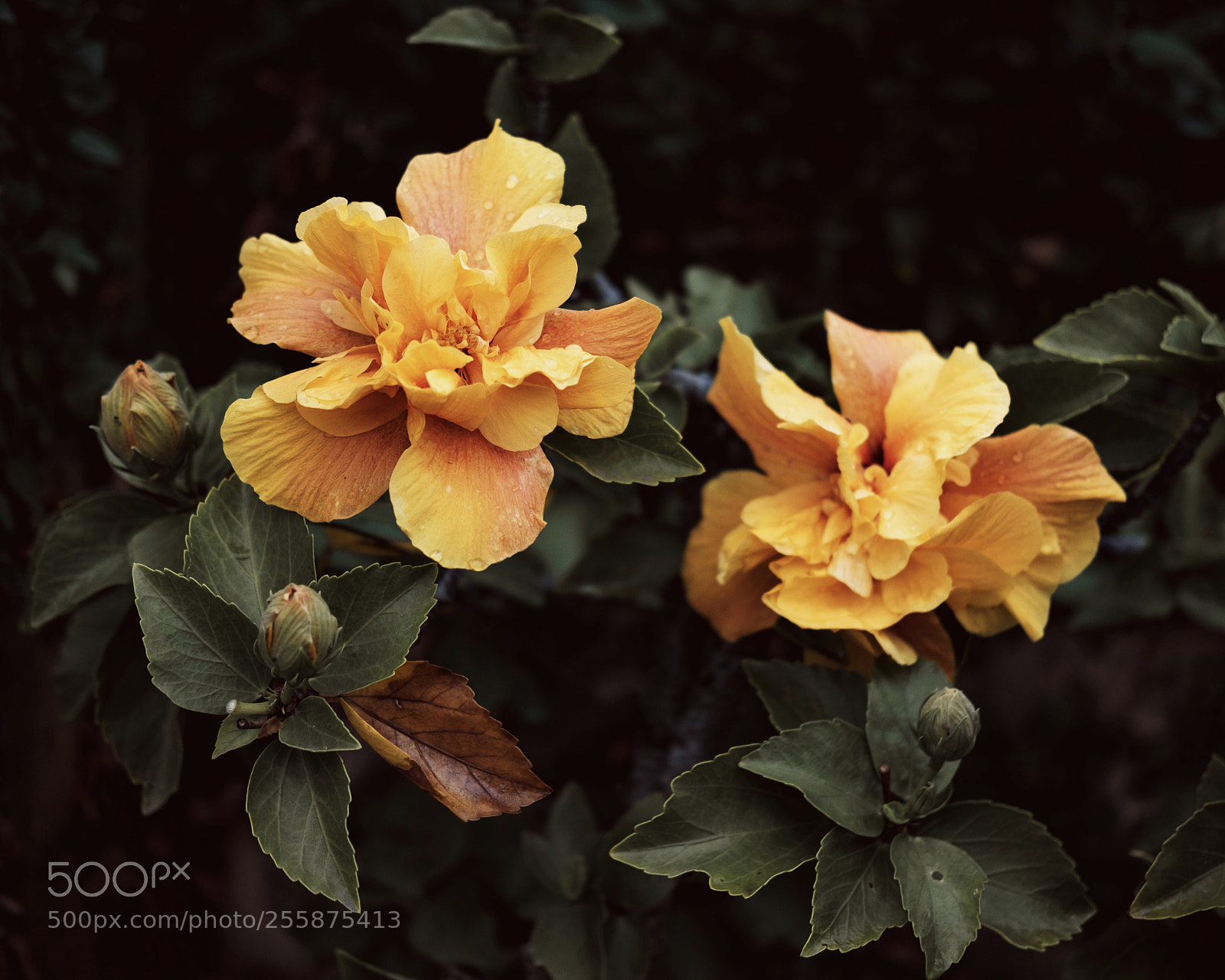 Fujifilm X-T2 sample photo. Untitled photography