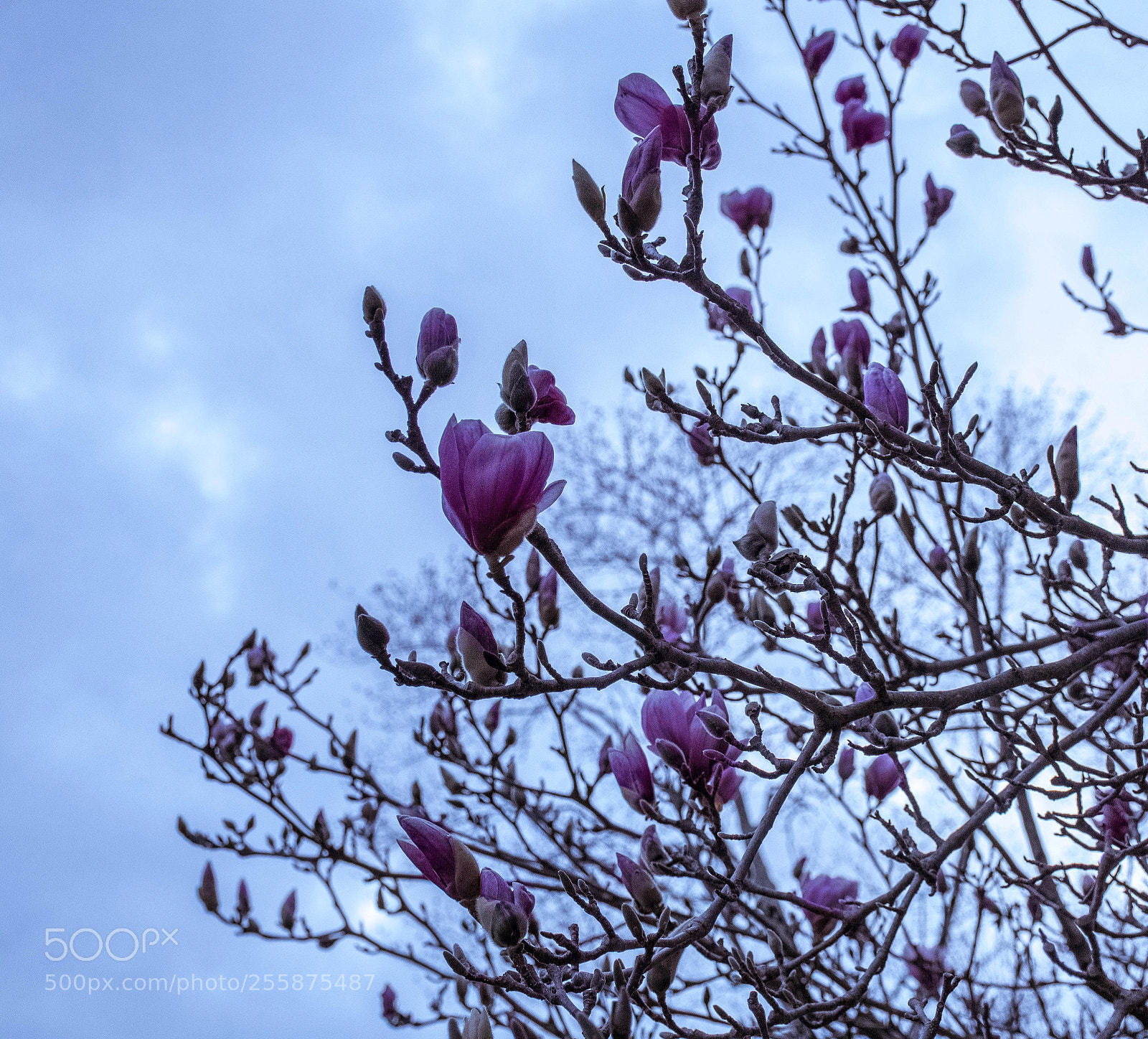Nikon D7500 sample photo. Magnolia blossoms photography