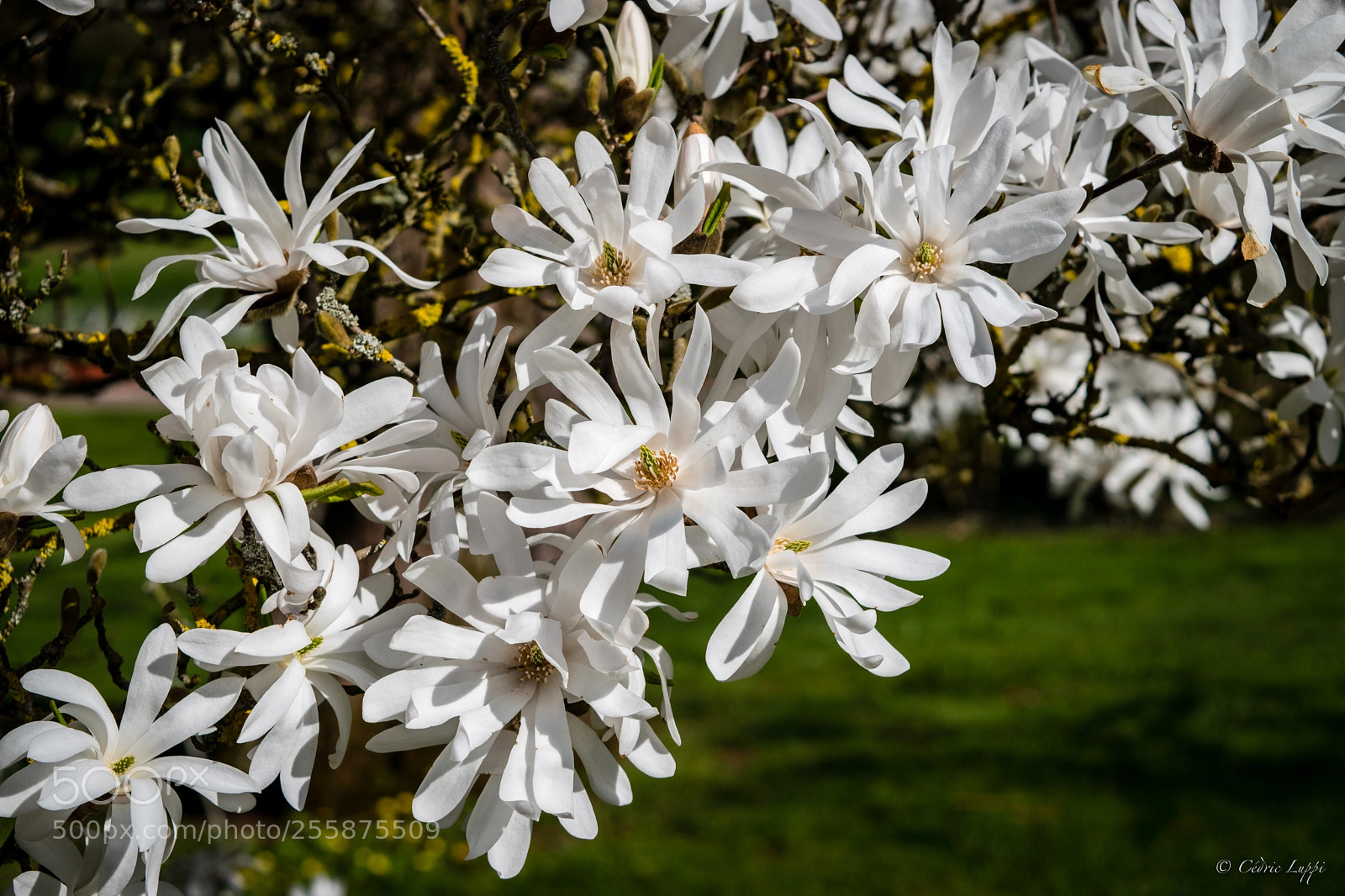 Nikon D5500 sample photo. Magnolia en fleur photography