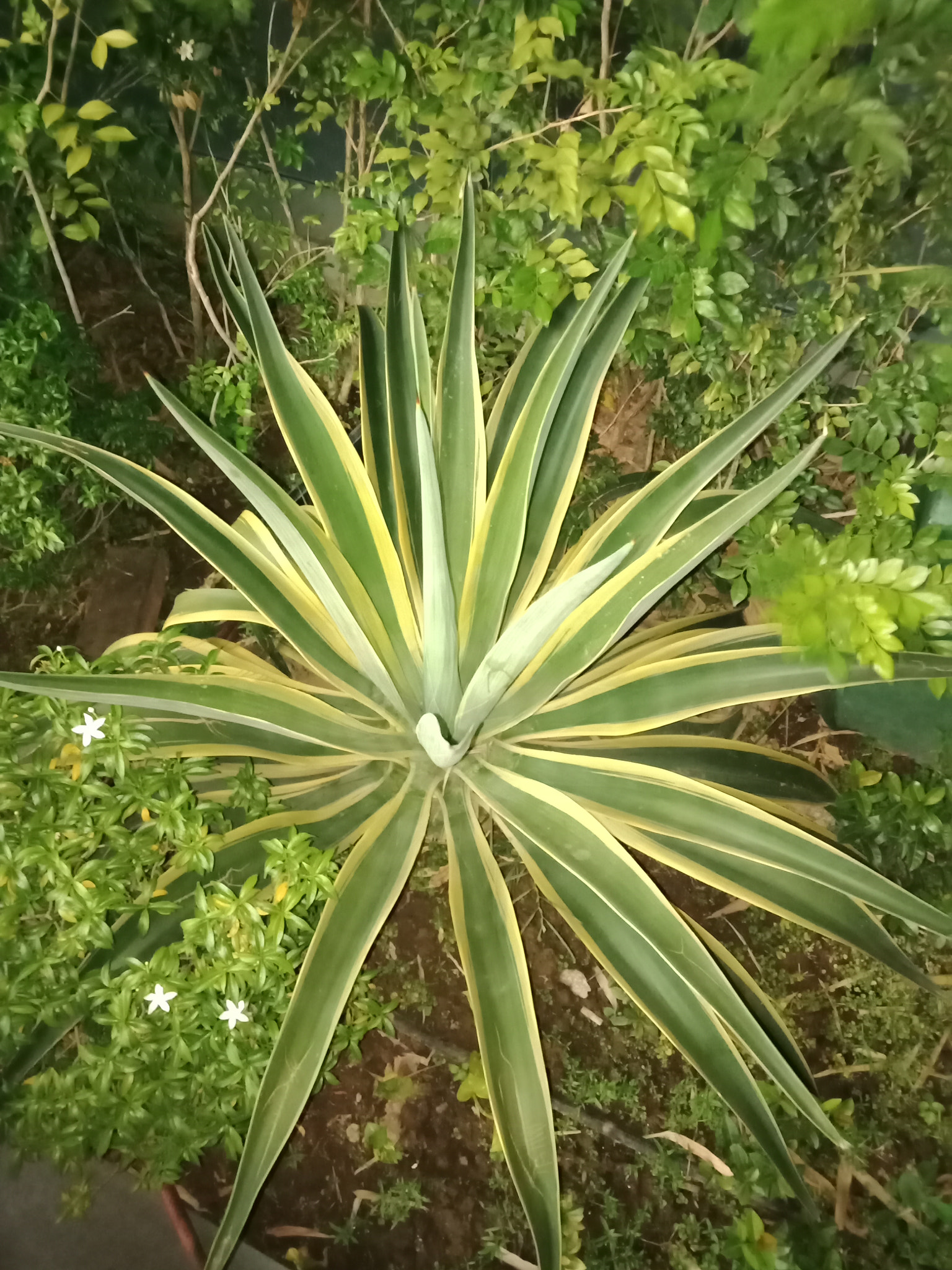 OPPO CPH1729 sample photo. Plant photography