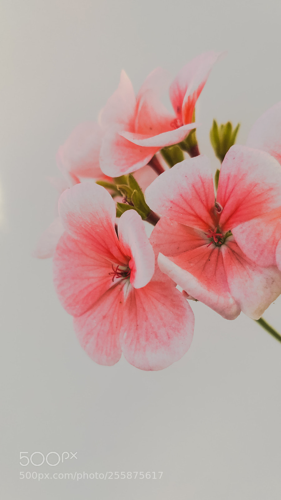 Xiaomi Redmi 3S sample photo. Flowers photography