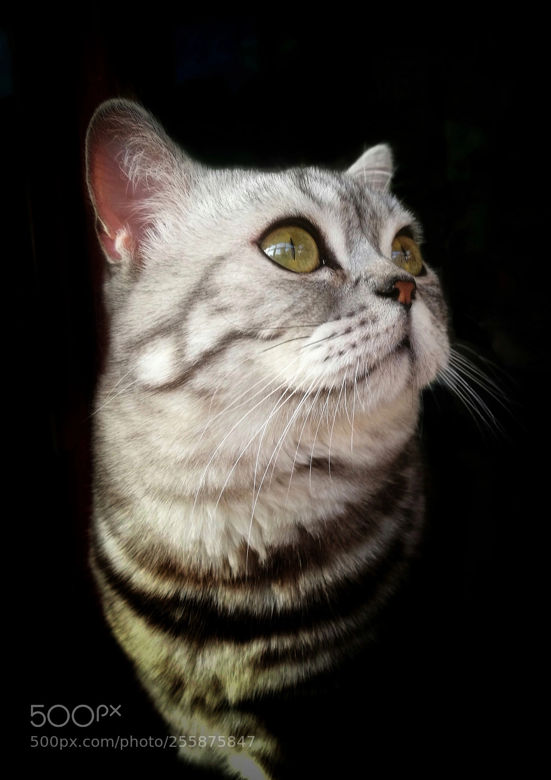 HUAWEI P9 sample photo. 路飞 photography