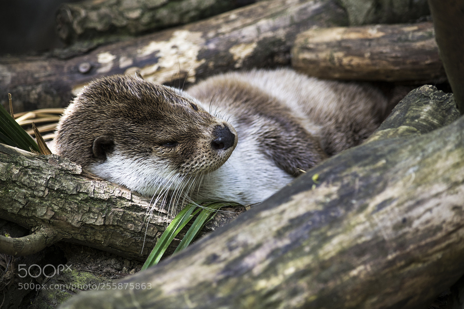 Nikon D3100 sample photo. Otter (lutra lutra) photography