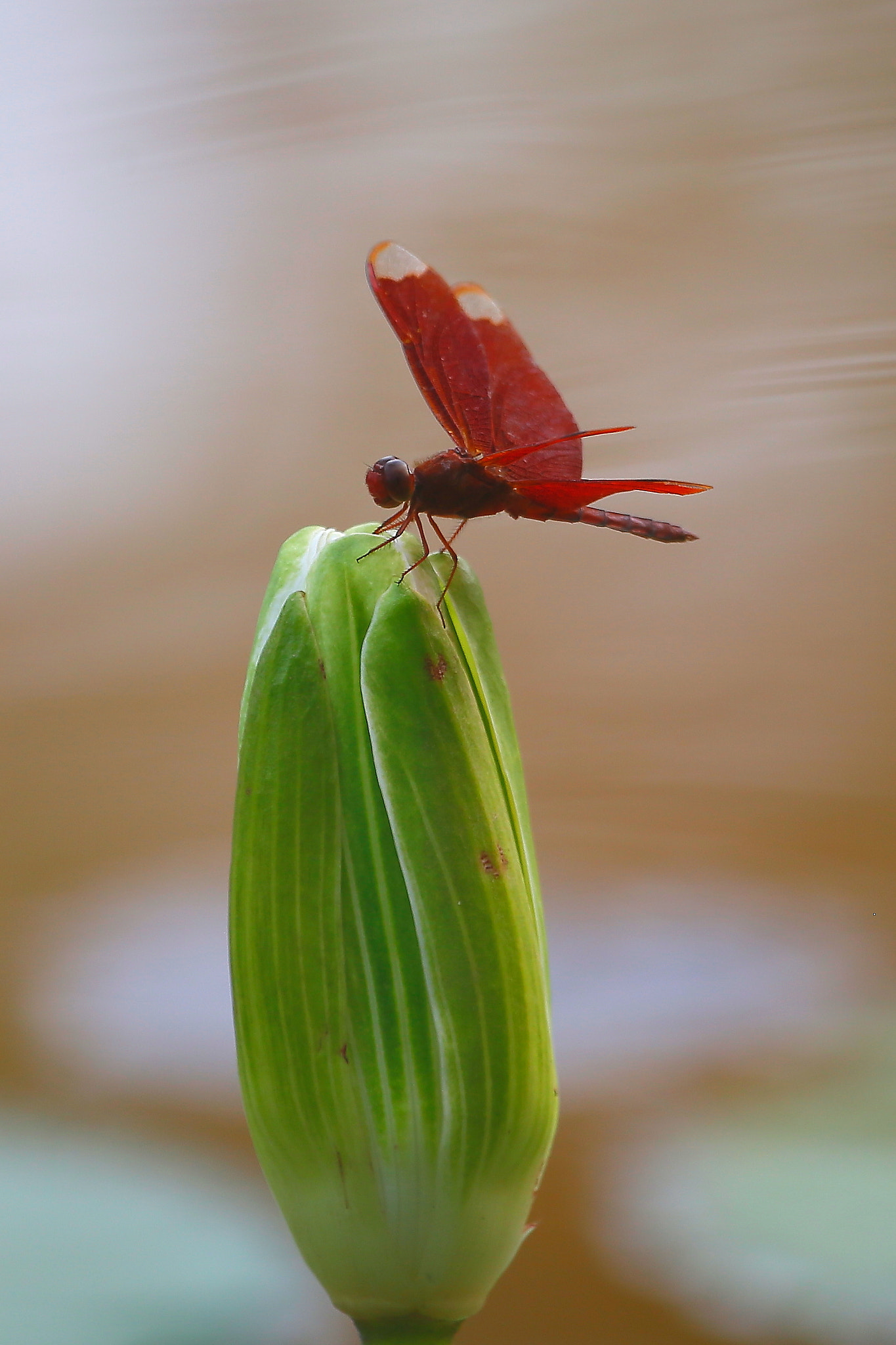 Canon EF 100-400mm F4.5-5.6L IS USM sample photo. 红红 photography