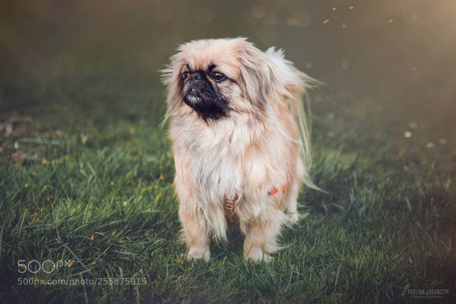 Canon EOS 70D sample photo. Majka photography