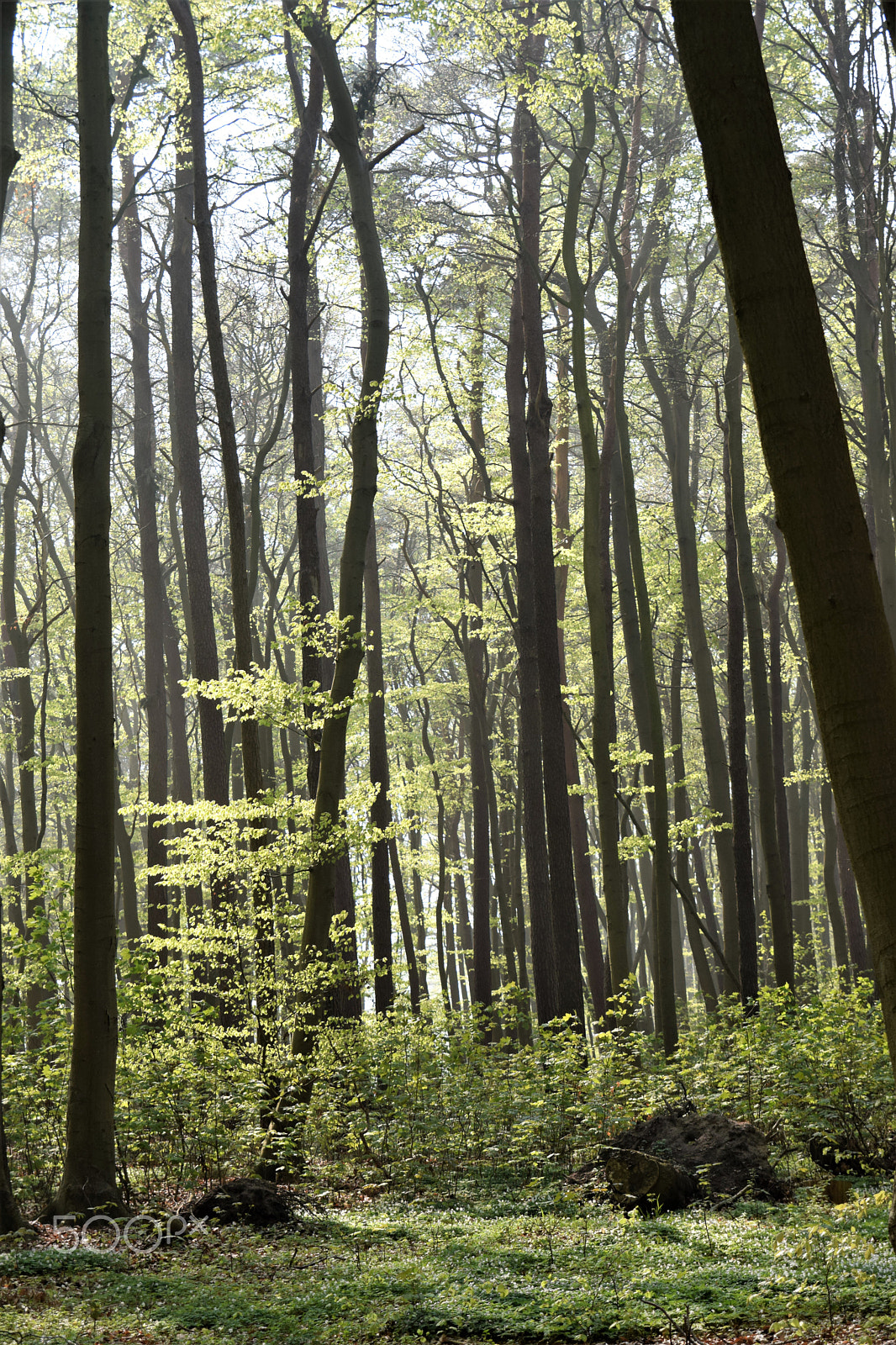 Nikon D5300 sample photo. Into the woods photography