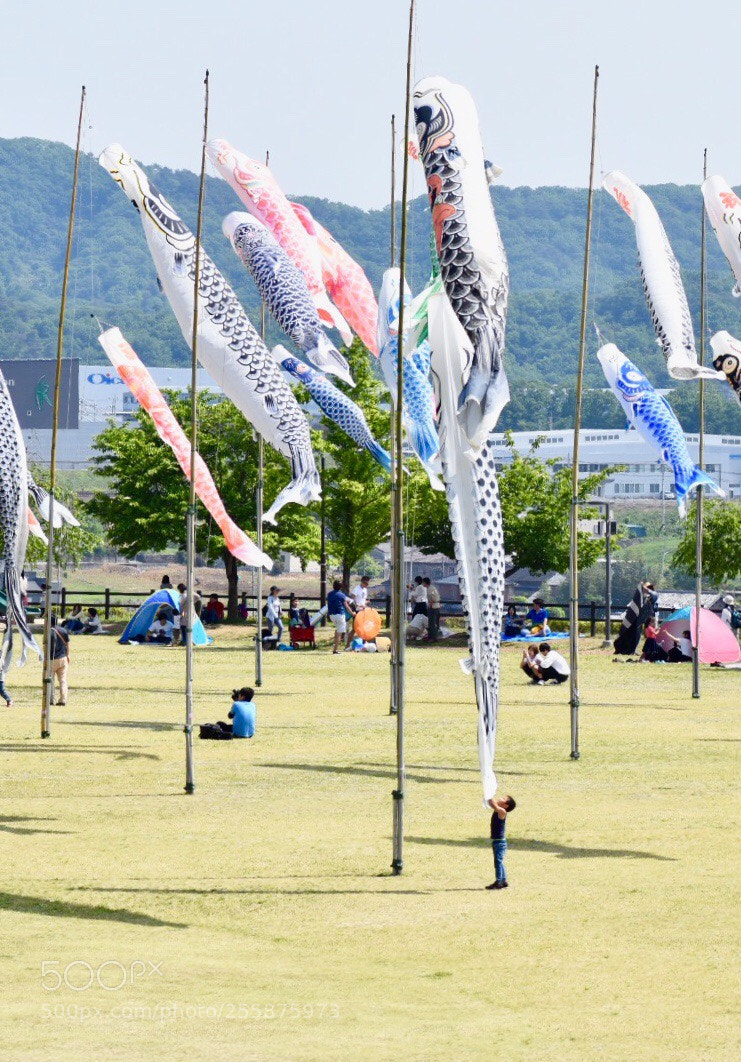 Nikon D7200 sample photo. Carp streamer（koinobori） photography