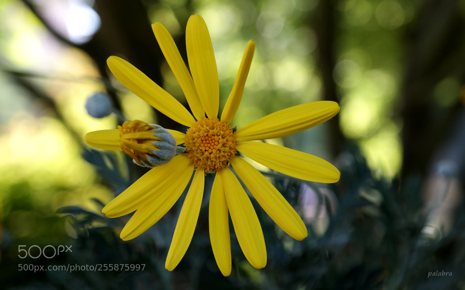 Samsung NX300 sample photo. ... photography