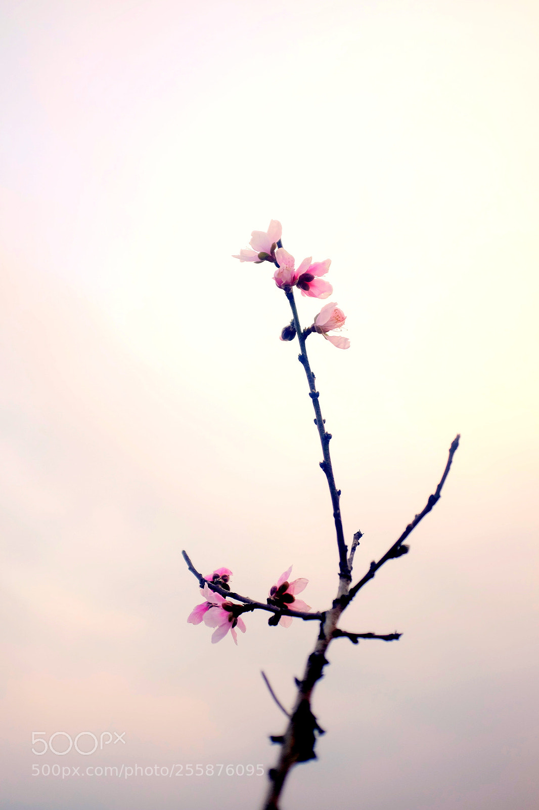 Fujifilm X100S sample photo. 桃花 photography