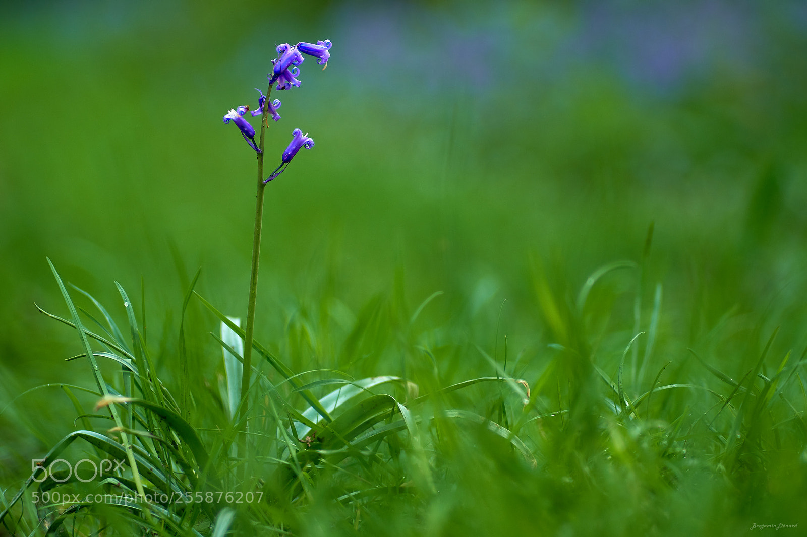 Fujifilm X-T20 sample photo. Lonely bluebell photography