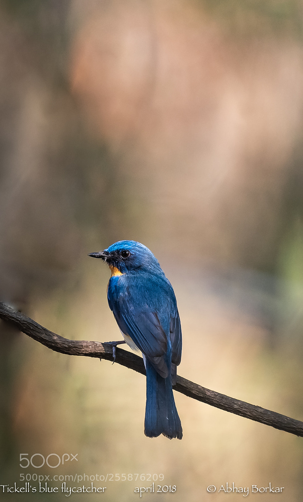 Nikon D5 sample photo. Tickell's blue flycatcher photography