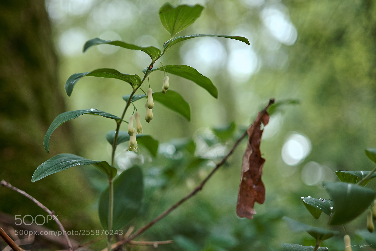 Fujifilm X-T20 sample photo. Solomon's seal photography