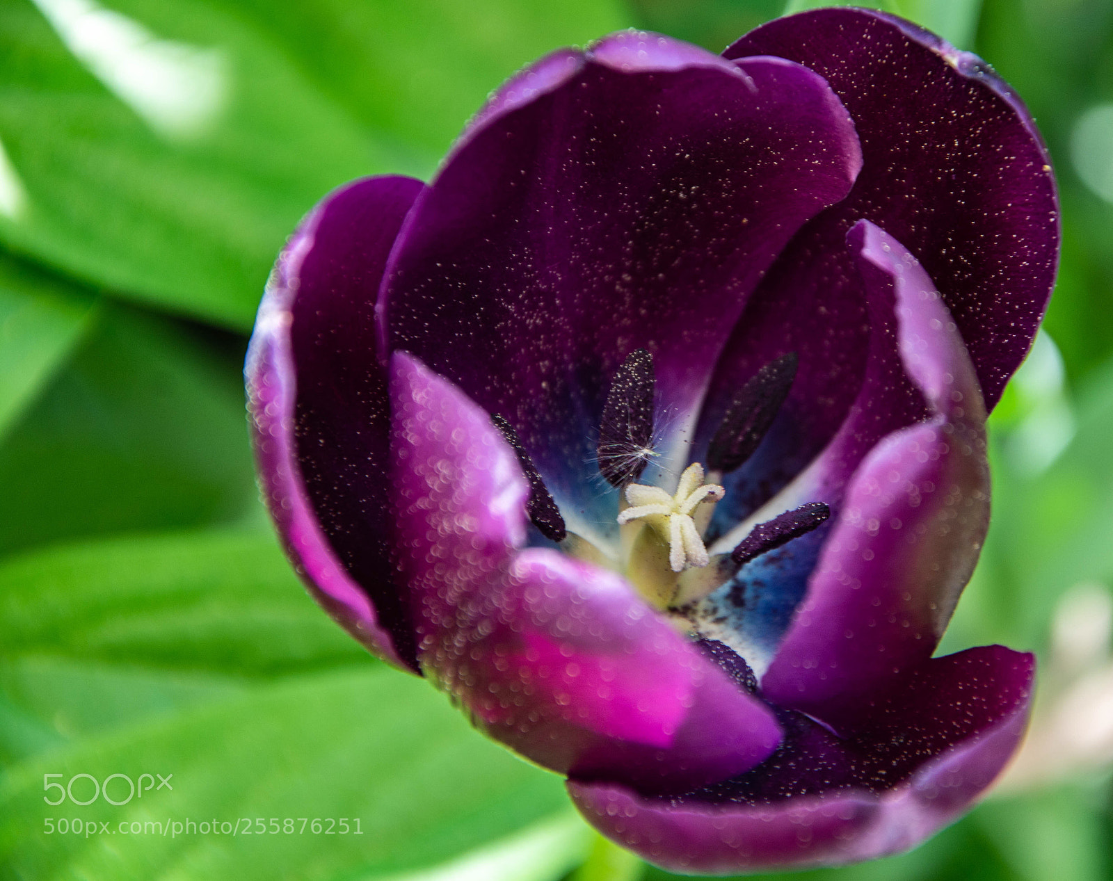 Nikon D7100 sample photo. Tulip....14... photography