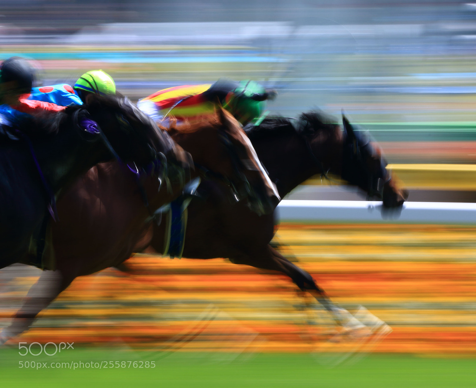 Canon EOS 7D Mark II sample photo. Race horse photography