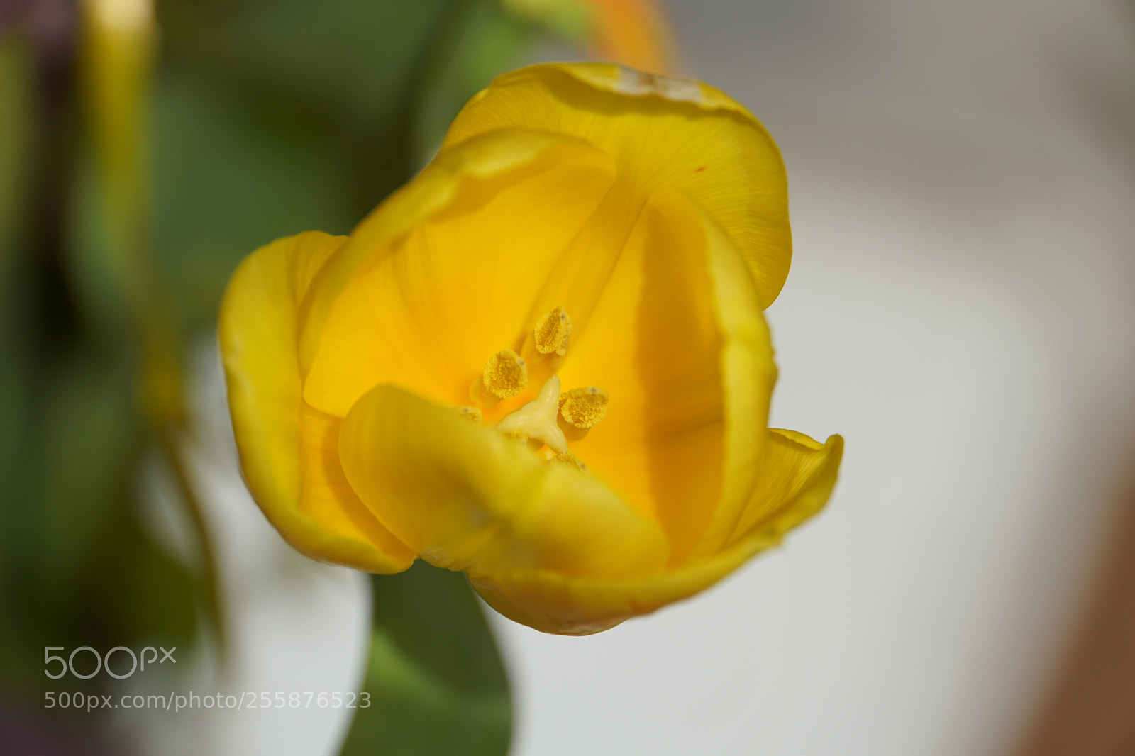 Sony a6000 sample photo. Tulipan photography