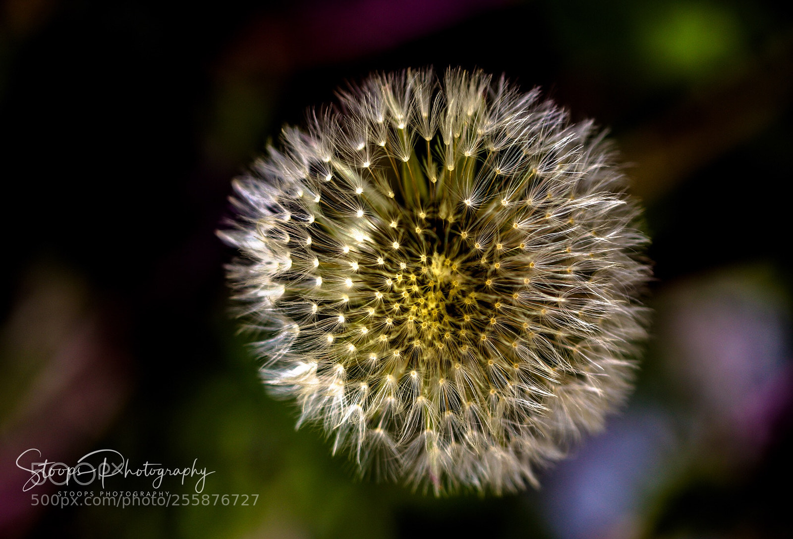 Canon EOS 80D sample photo. Dangling dandelion photography