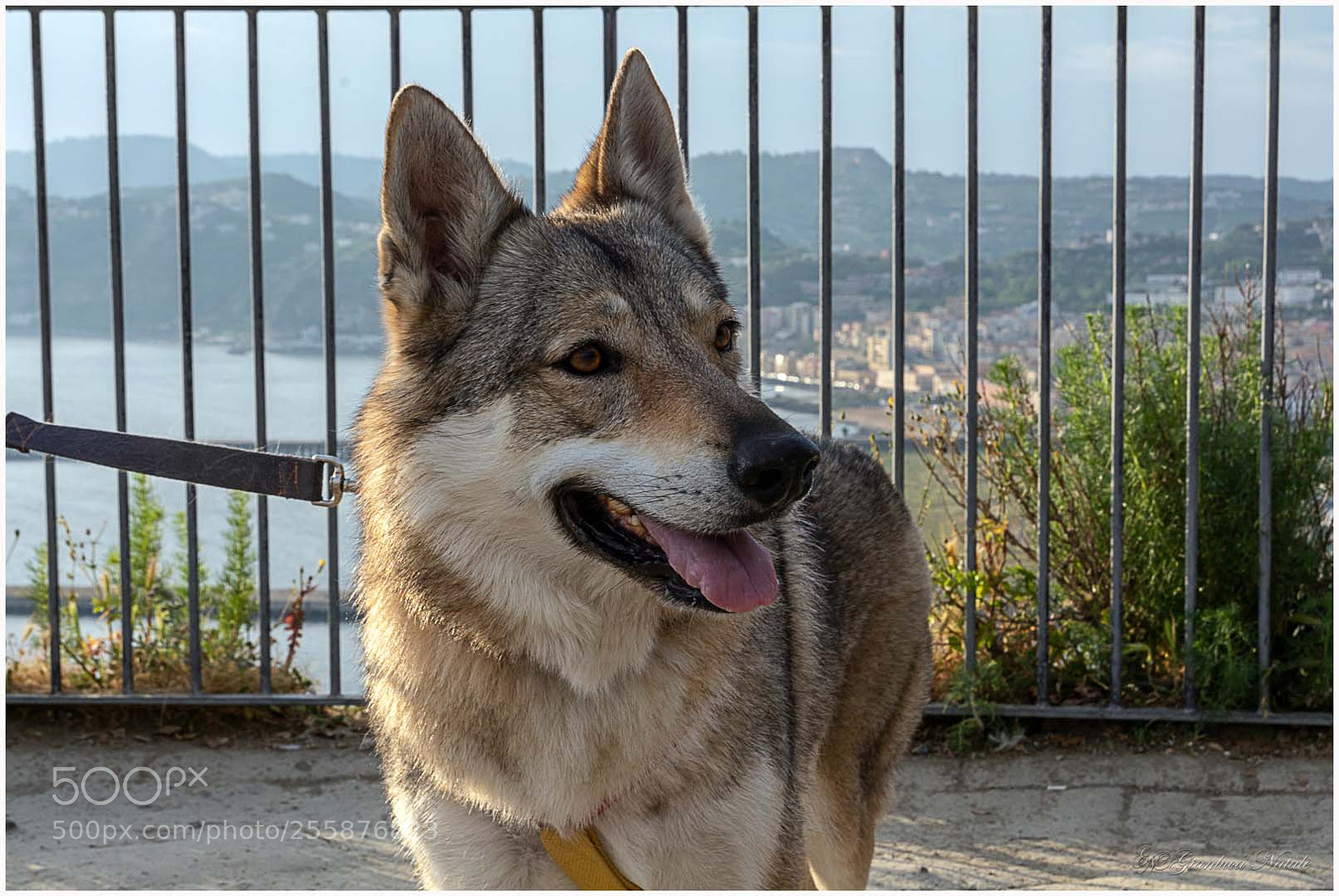 Nikon D7100 sample photo. Wonderful view of nisida photography