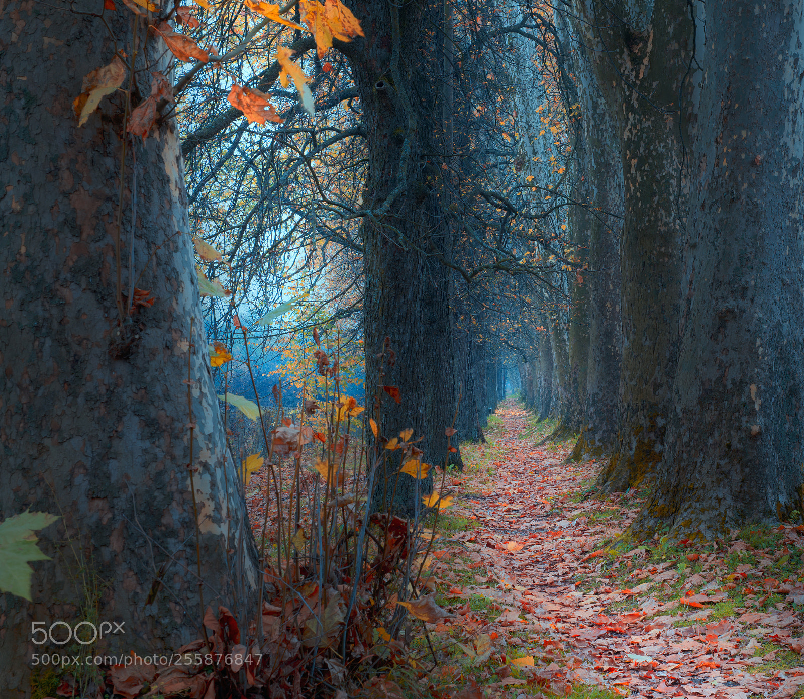 Nikon D610 sample photo. Pathway photography