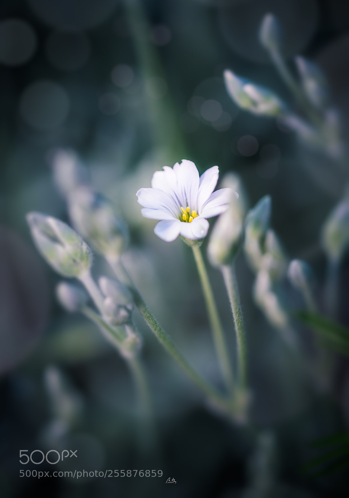 Nikon D610 sample photo. Springtime photography