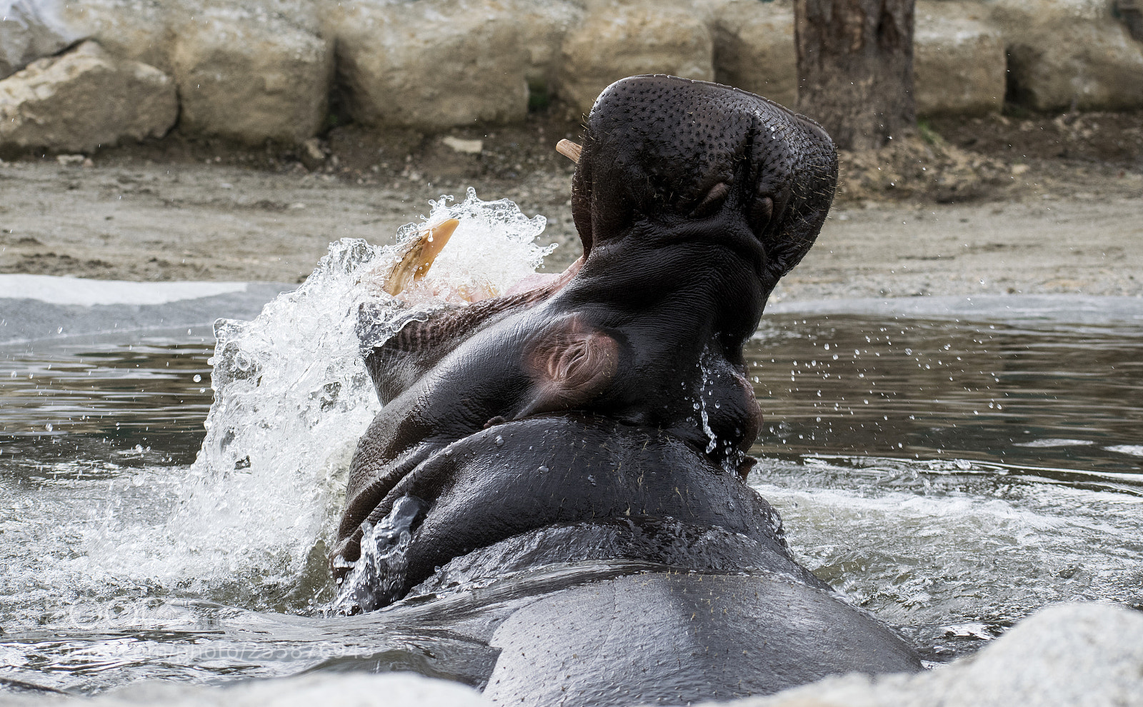 Nikon D3300 sample photo. Hippo photography