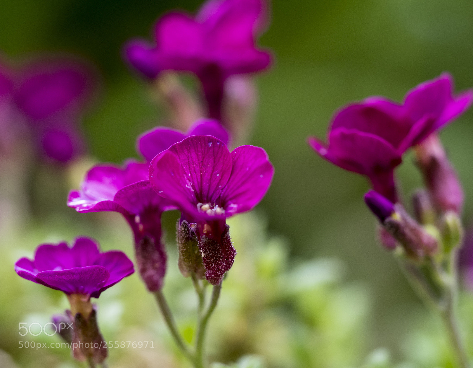 Olympus OM-D E-M1 sample photo. Springtime is here. photography